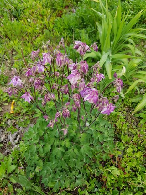  - Flori la baltă 2020