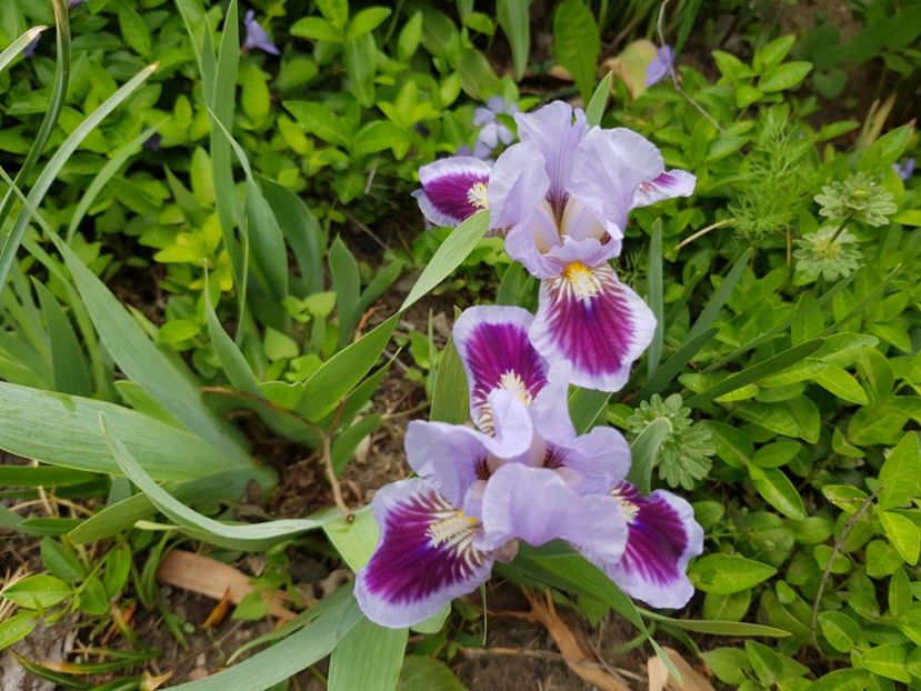  - Flori la baltă 2020