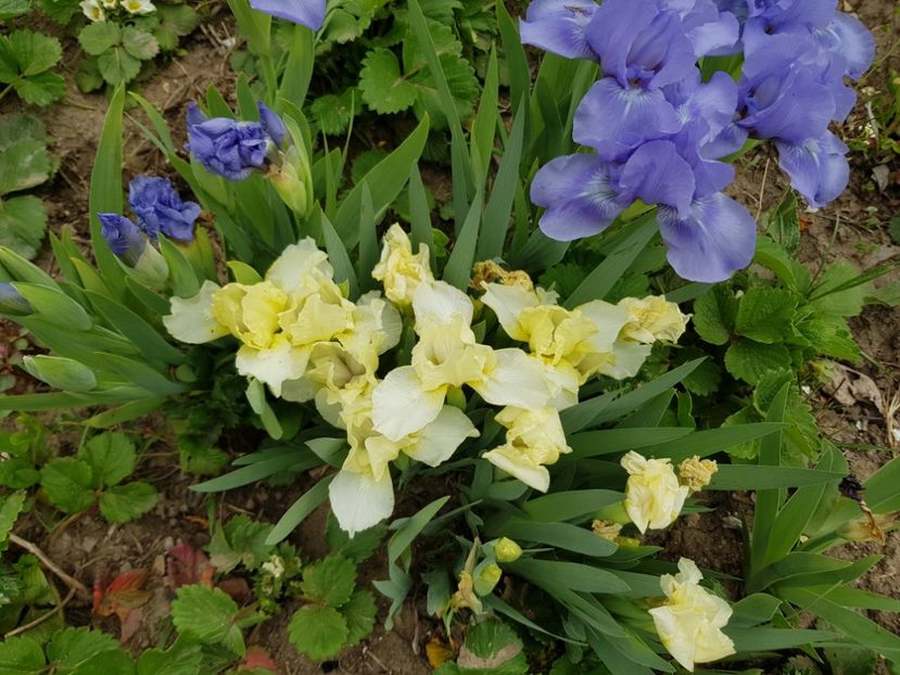  - Flori la baltă 2020