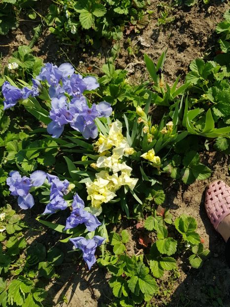  - Flori la baltă 2020