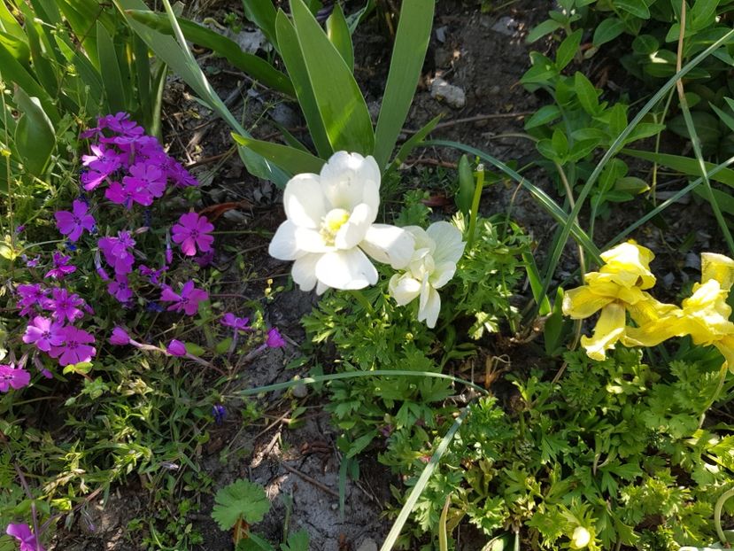  - Flori la baltă 2020