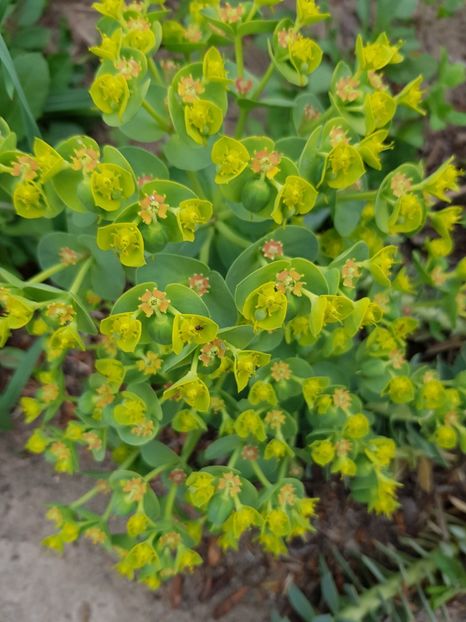  - Flori la baltă 2020