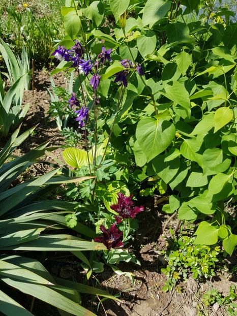  - Flori la baltă 2020