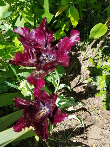  - Flori la baltă 2020