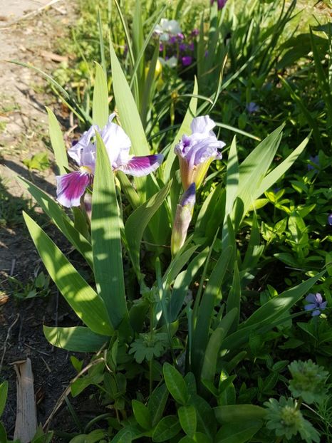  - Flori la baltă 2020