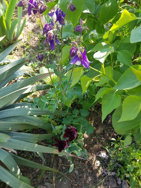  - Flori la baltă 2020