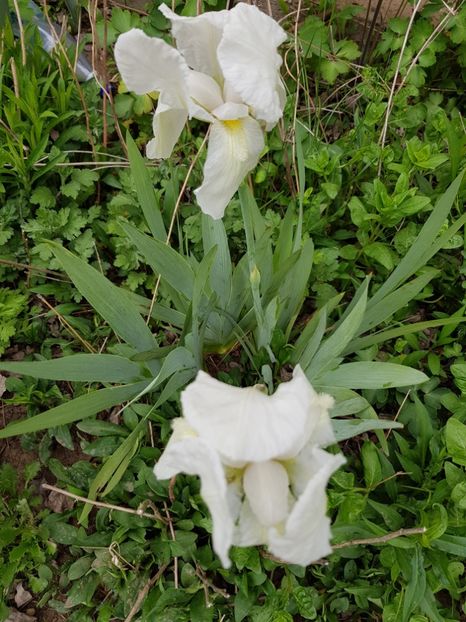  - Flori la baltă 2020