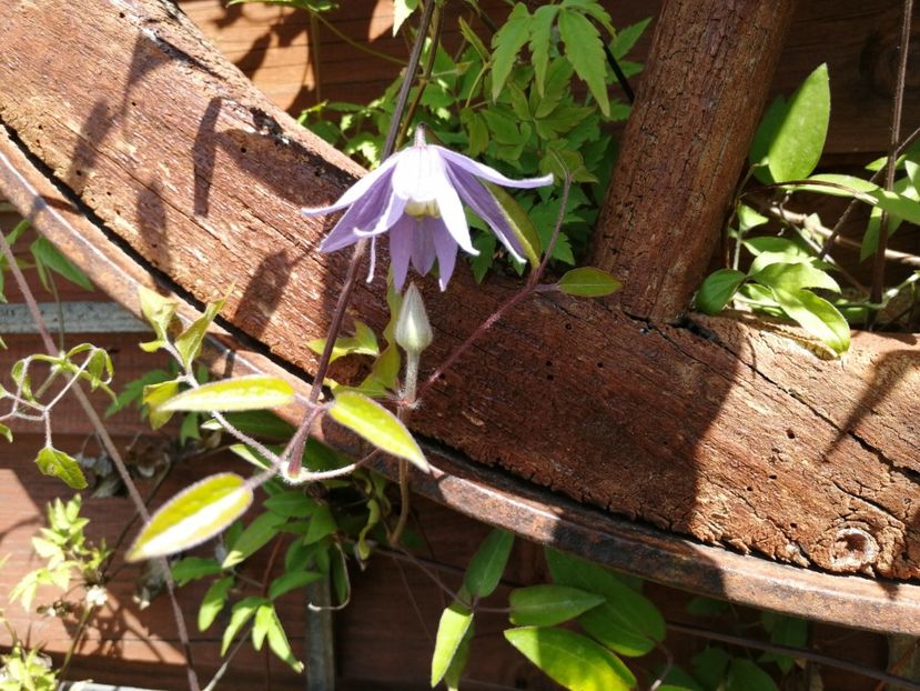 - Clematis
