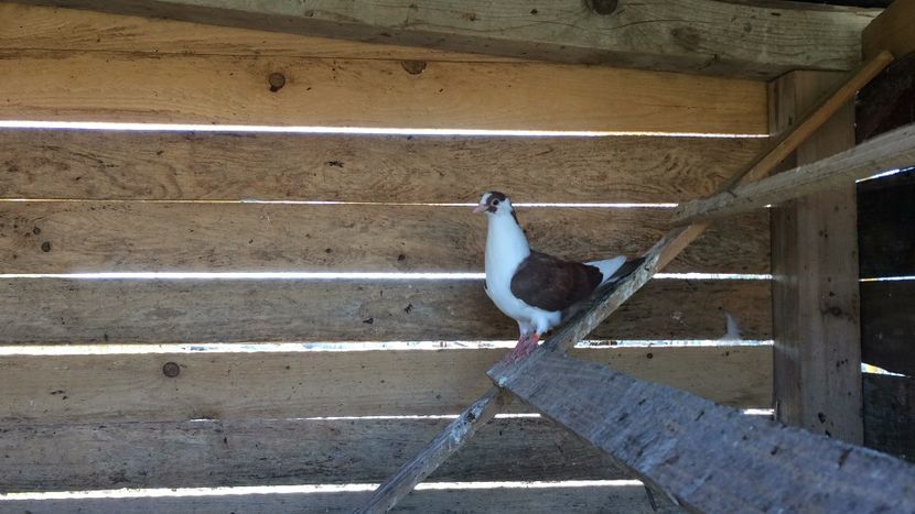 Pui 2020 - 7- Jucatori de galati