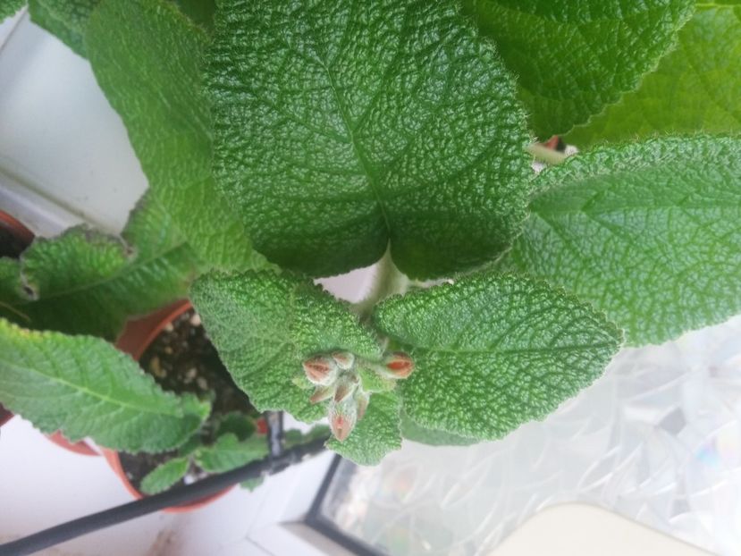 Bobocei la  Bullata  (29-04-2020) - Sinningii 2020