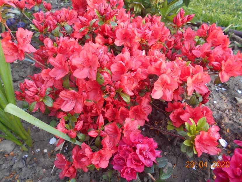  - 1Azalee-rhododendroni-heleborusi-hortensii-hoste 2020