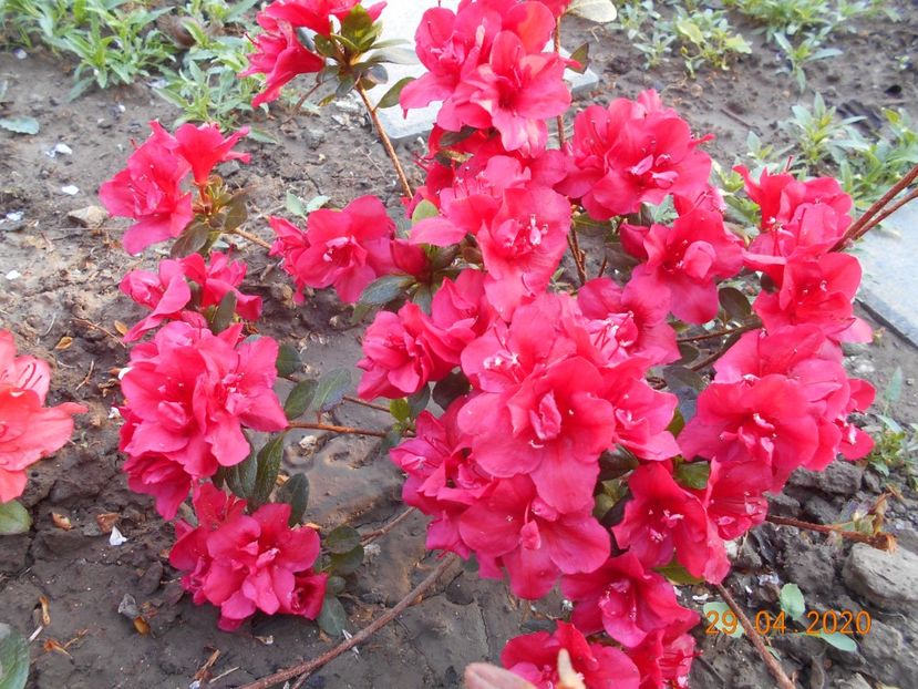 Azalea Florida - 1Azalee-rhododendroni-heleborusi-hortensii-hoste 2020