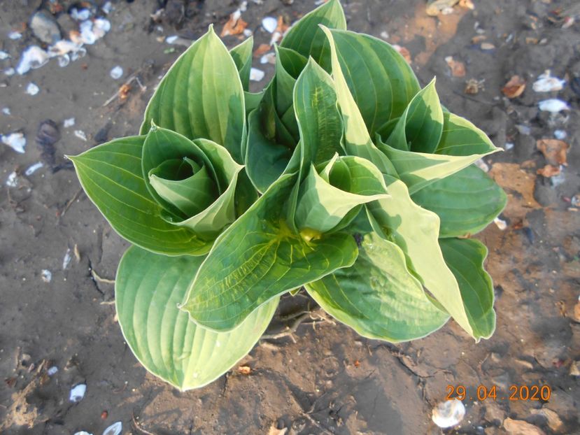  - 1Azalee-rhododendroni-heleborusi-hortensii-hoste 2020