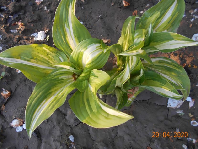  - 1Azalee-rhododendroni-heleborusi-hortensii-hoste 2020