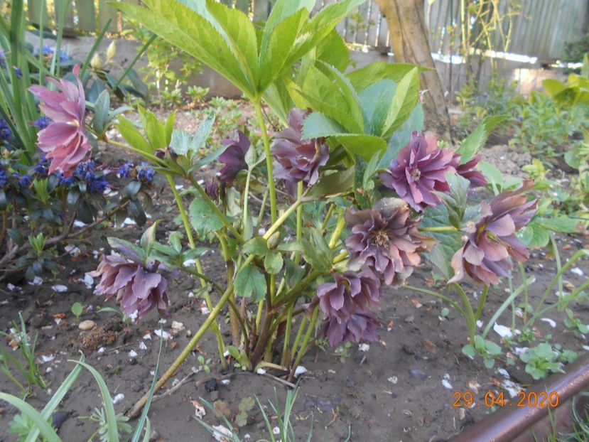  - 1Azalee-rhododendroni-heleborusi-hortensii-hoste 2020