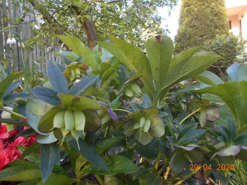  - 1Azalee-rhododendroni-heleborusi-hortensii-hoste 2020