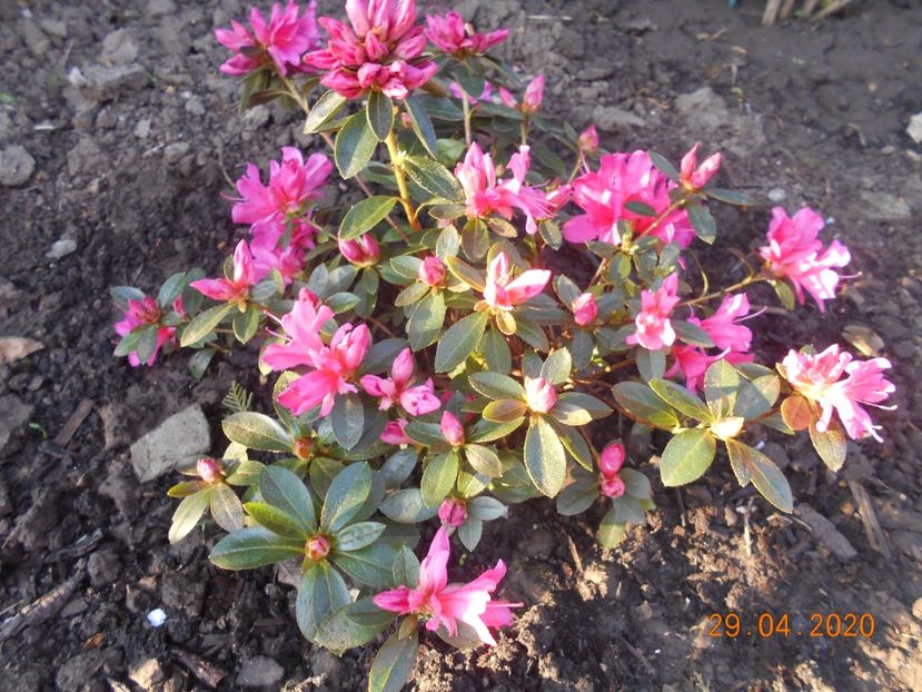  - 1Azalee-rhododendroni-heleborusi-hortensii-hoste 2020