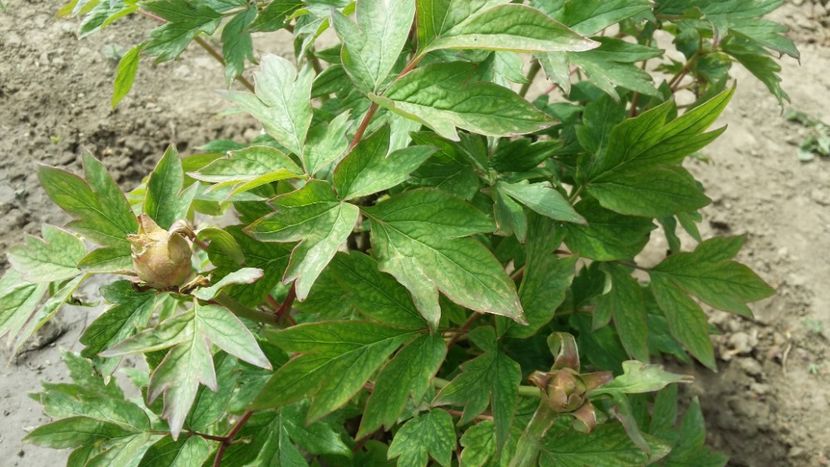 2020 iarasi nu vor avea flor - bujori