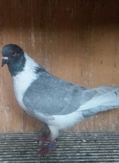 20200425_191743-1 - STRASSER