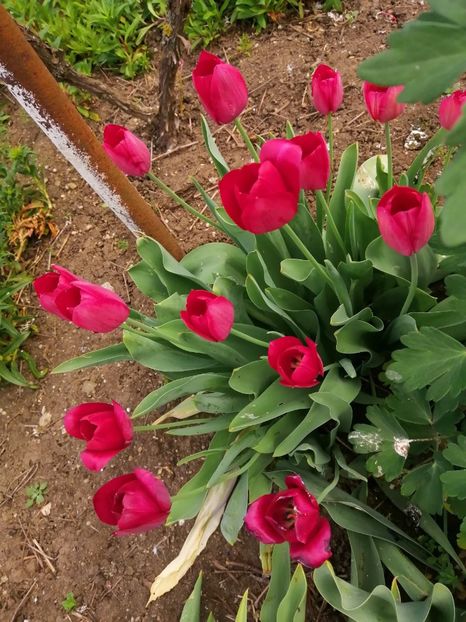  - Frumuseti la casa parinteasca