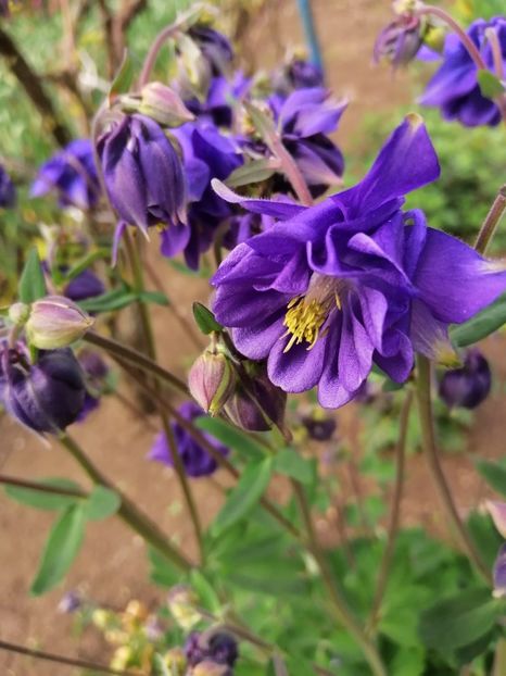  - Frumuseti la casa parinteasca