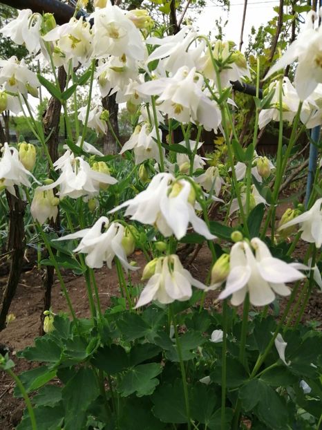  - Frumuseti la casa parinteasca