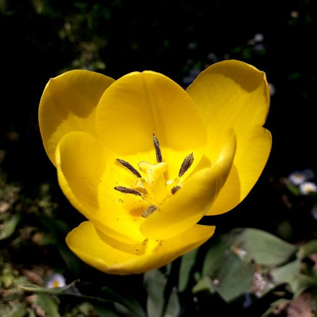  - AAAA_LALELE 2019_2020_2022_2023