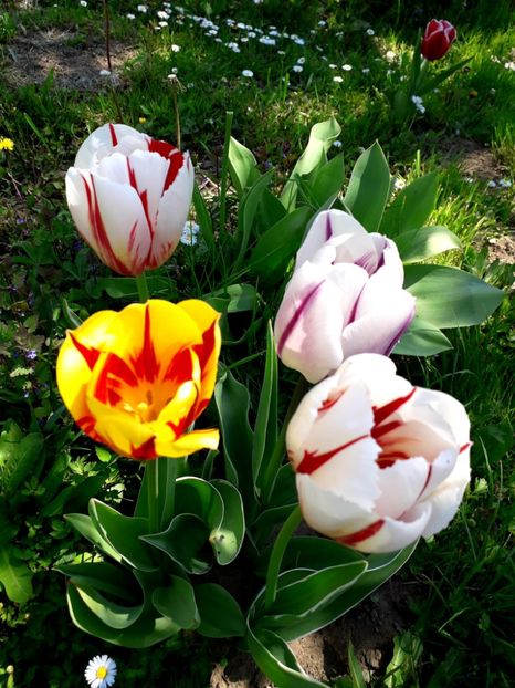  - AAAA_LALELE 2019_2020_2022_2023