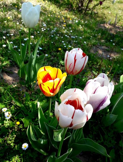  - AAAA_LALELE 2019_2020_2022_2023