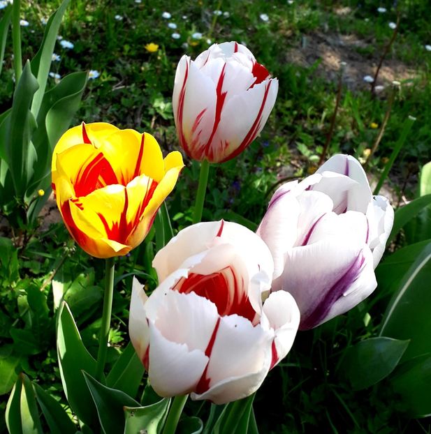  - AAAA_LALELE 2019_2020_2022_2023