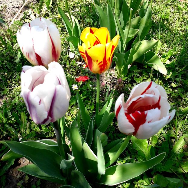  - AAAA_LALELE 2019_2020_2022_2023