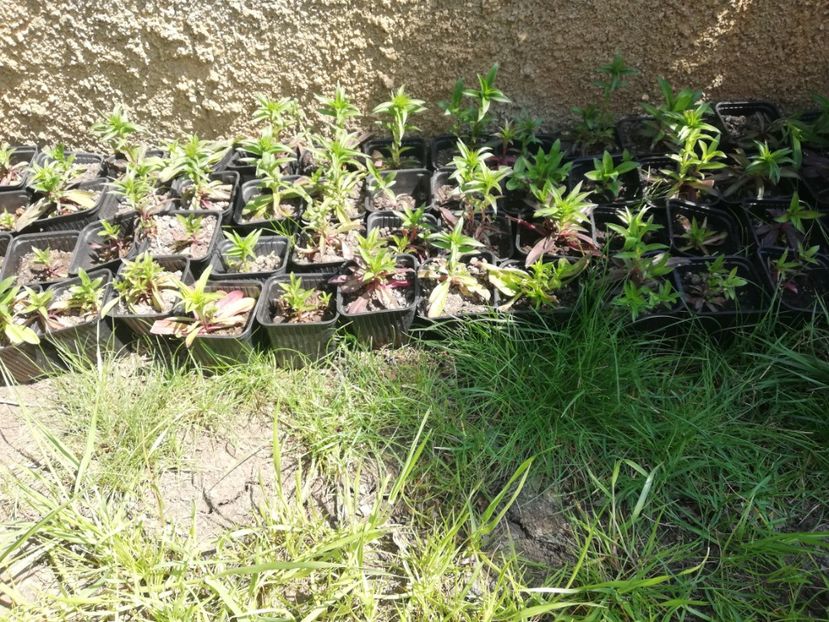 Garofite  3 ron/buc - 0 Plante decorative