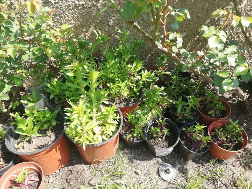 Garofite 5 ron /buc si 10 ron/buc - 0 Plante decorative