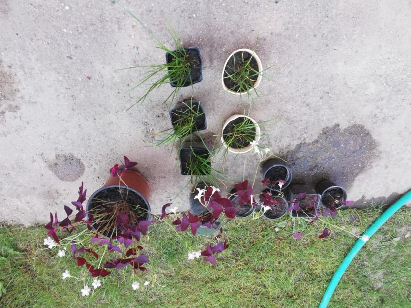 Trifoi rosu 5 ron/buc si 10 ron ghiv. Mare - 0 Plante decorative