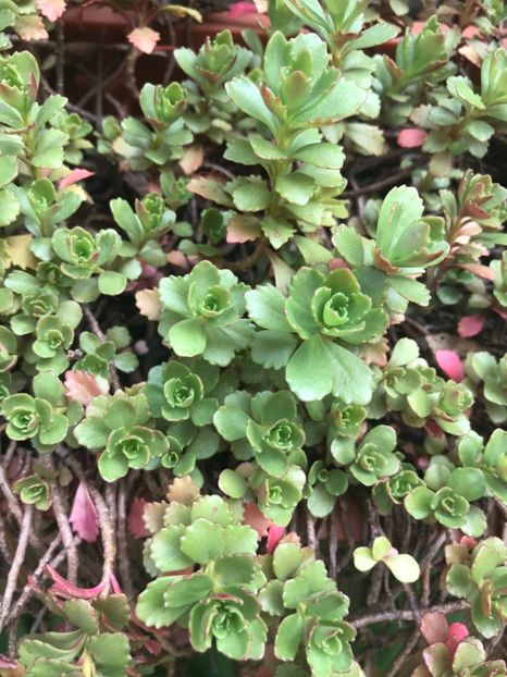 Sedum Spurium - Suculente