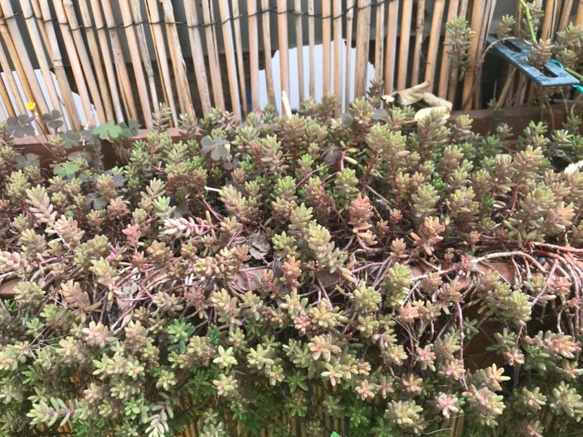 Sedum Album Red Ice - Suculente