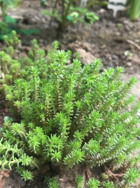 Sedum Sexangulare - Suculente