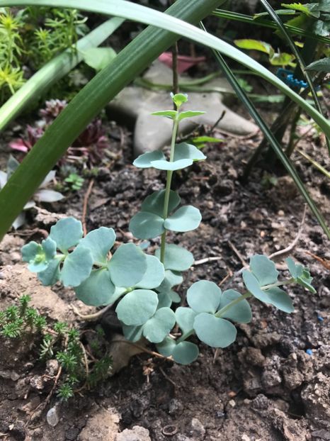 Sedum Siemboldii - Suculente