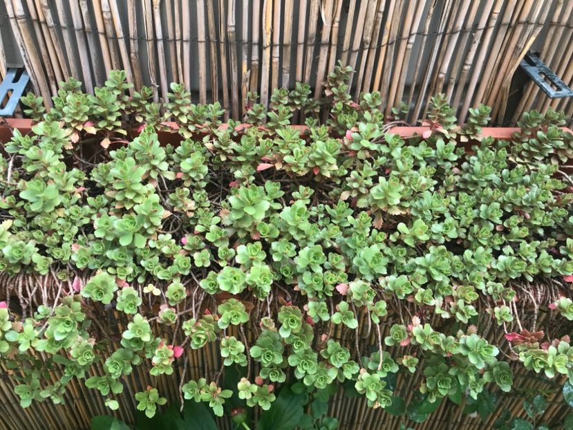 Sedum Spurium - Suculente
