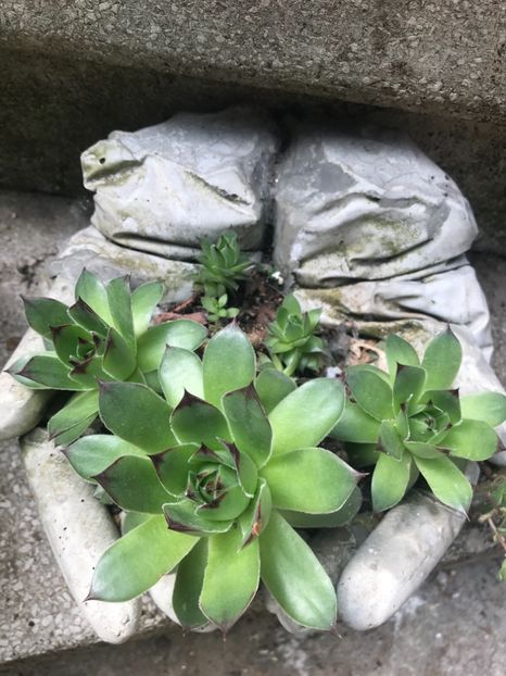 Sempervivum - Suculente