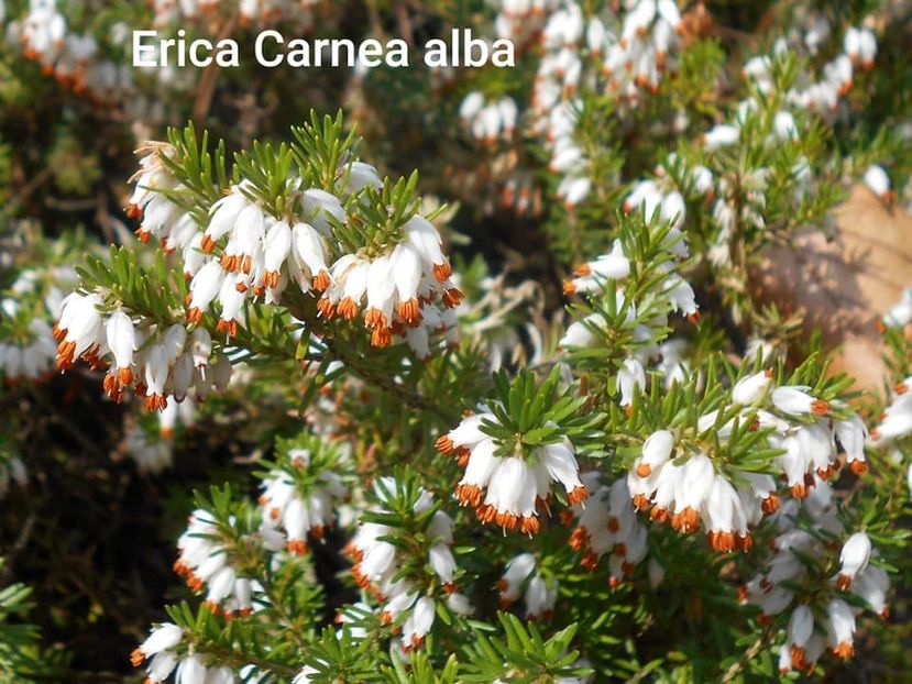 Erika Carnea alba - ERIKA CARNEA