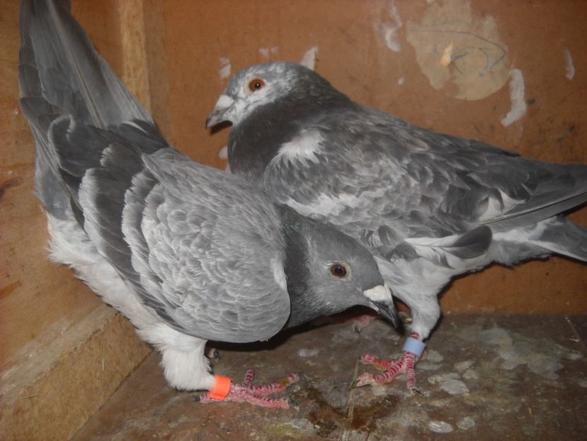  - UNDEVA IN SUCEAVA arhiva