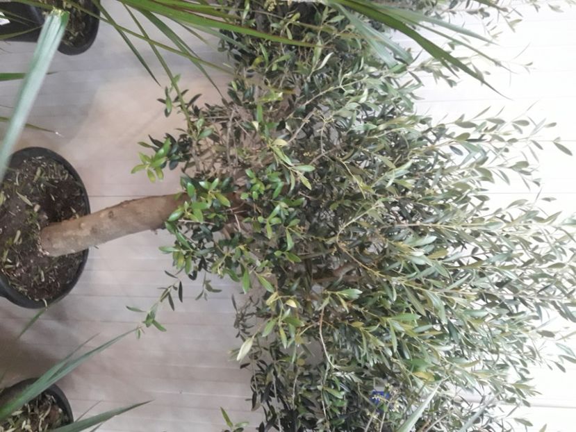  - Maslini copaci mari-stil bonsai