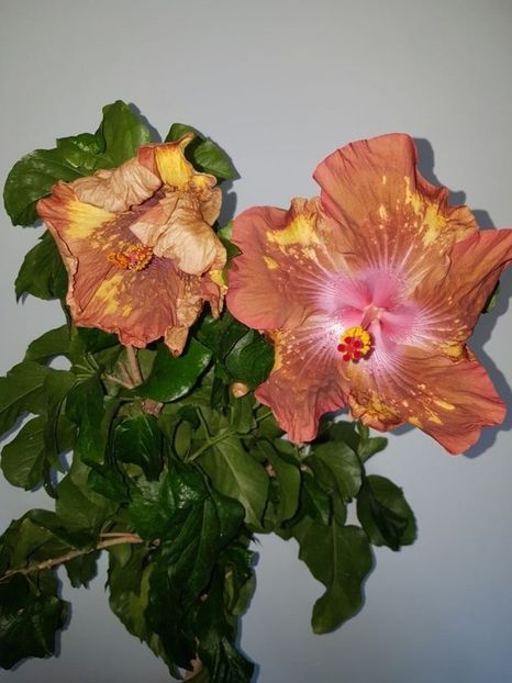  - Hibiscus Antique Treasure
