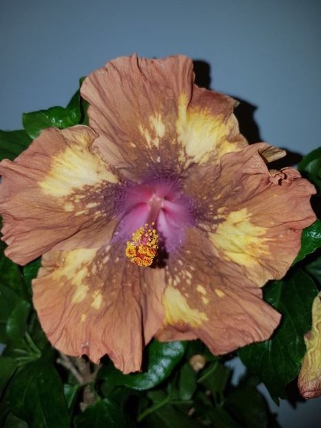 - Hibiscus Antique Treasure