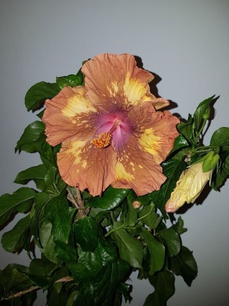  - Hibiscus Antique Treasure