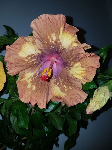  - Hibiscus Antique Treasure