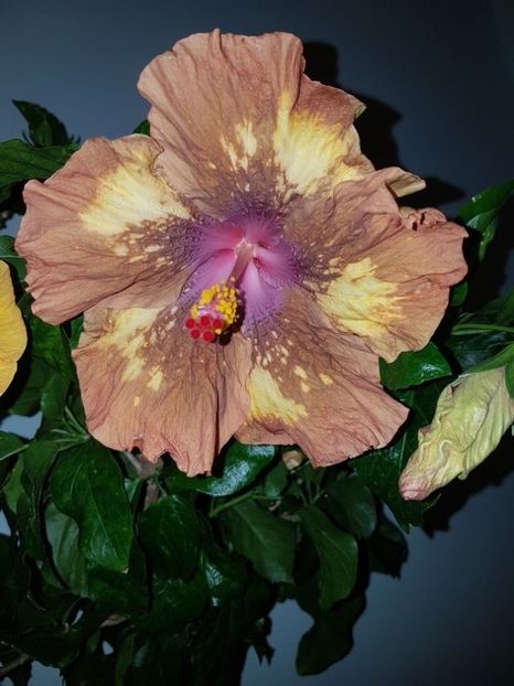  - Hibiscus Antique Treasure