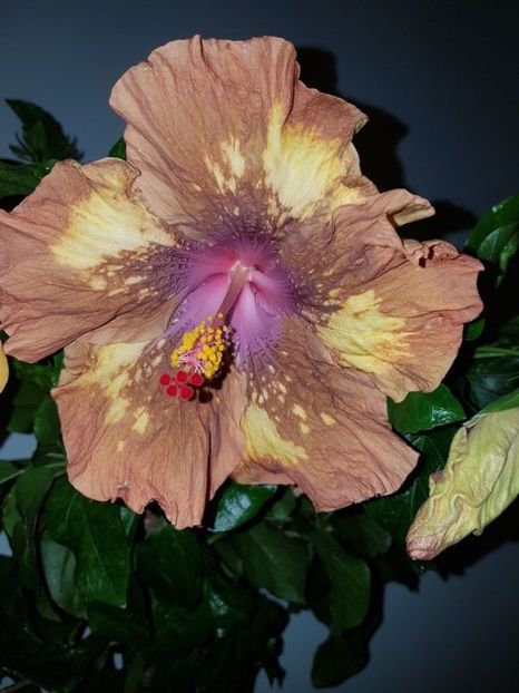  - Hibiscus Antique Treasure