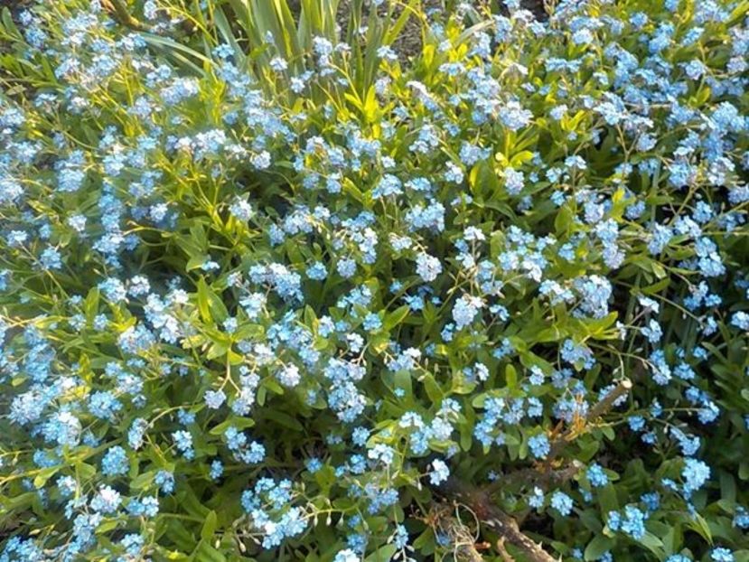 94504954_850211242142026_3112041416151269376_o - nu ma uita